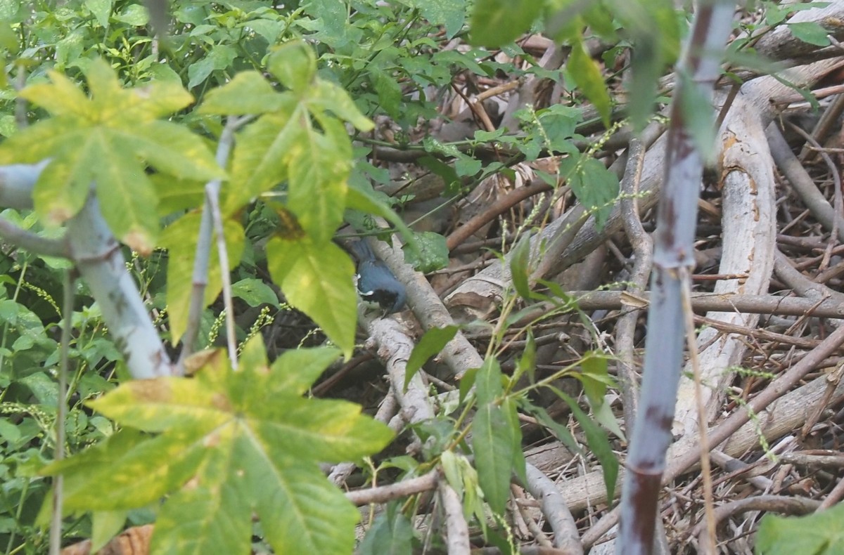 Black-throated Blue Warbler - ML579012851