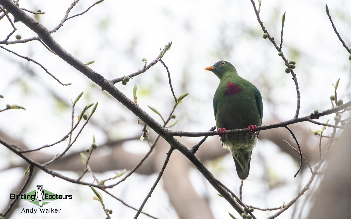 Claret-breasted Fruit-Dove - Andy Walker - Birding Ecotours