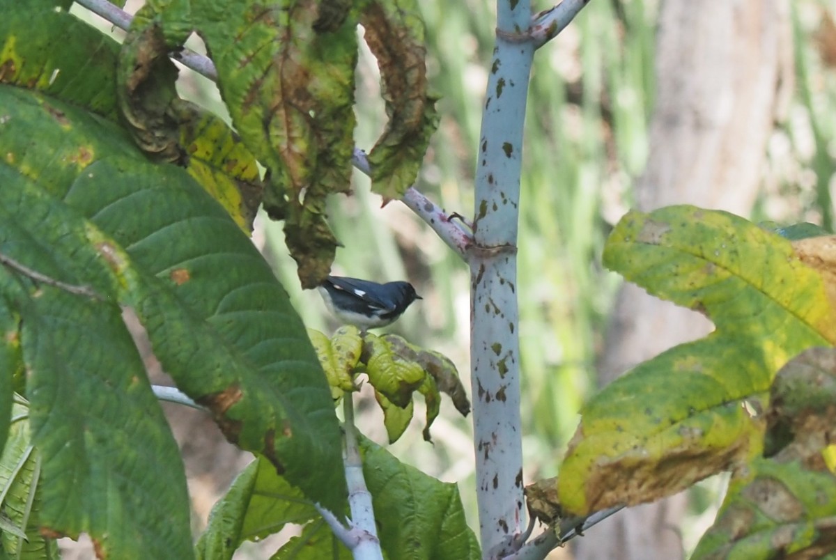 Black-throated Blue Warbler - ML579013641