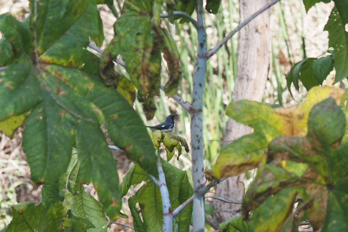 Black-throated Blue Warbler - ML579013661