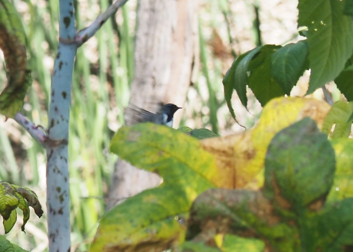 Black-throated Blue Warbler - ML579013681