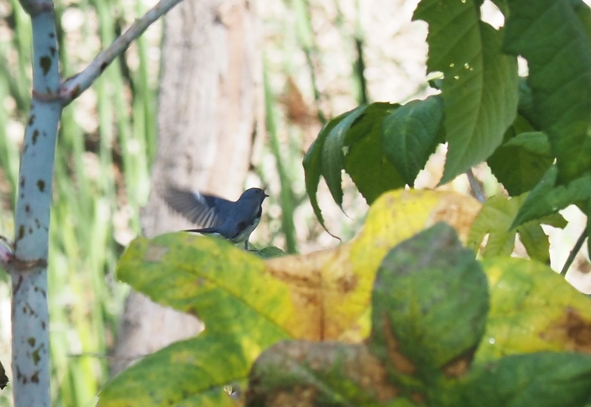 Black-throated Blue Warbler - ML579013691