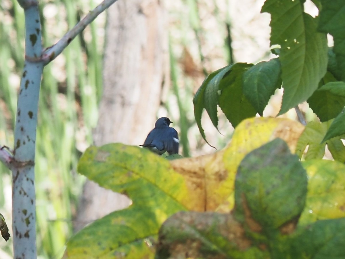 Black-throated Blue Warbler - ML579013701