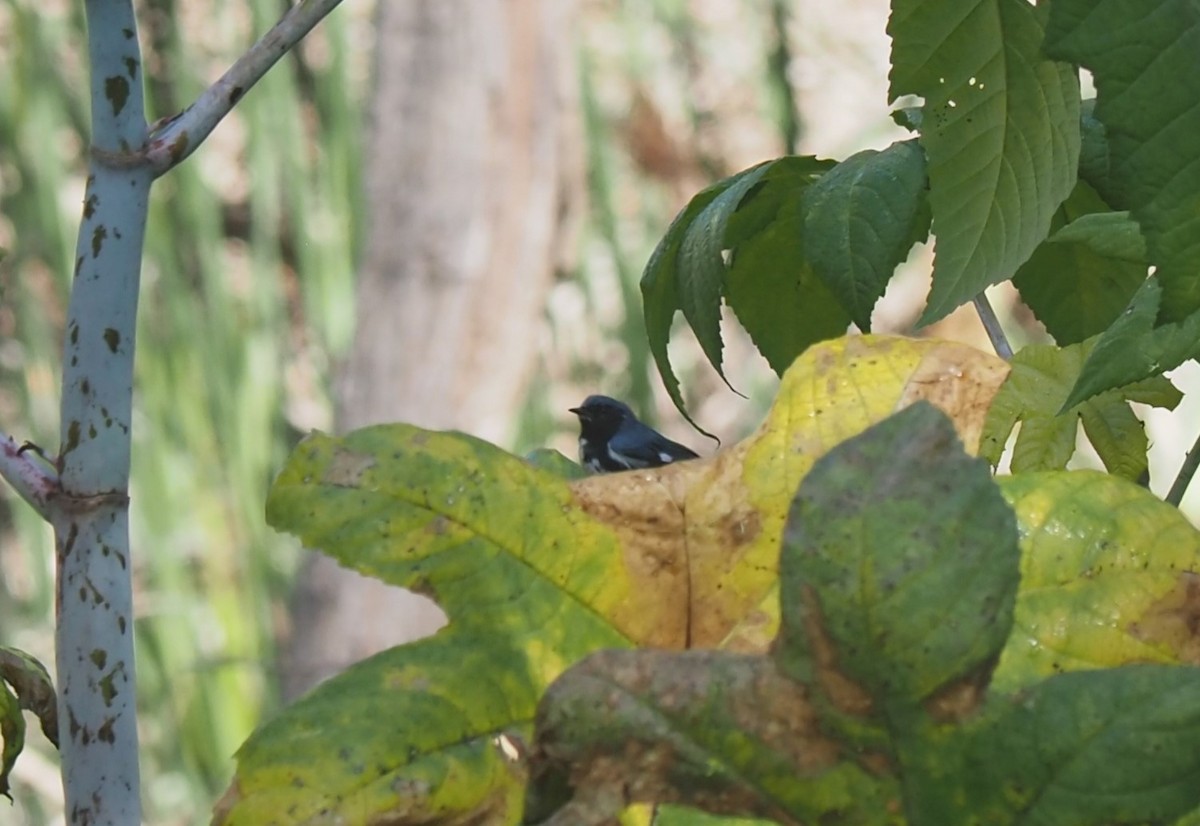 Black-throated Blue Warbler - ML579013711