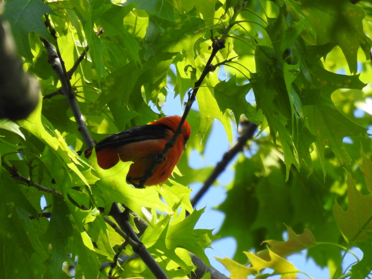 Scarlet Tanager - ML579016221