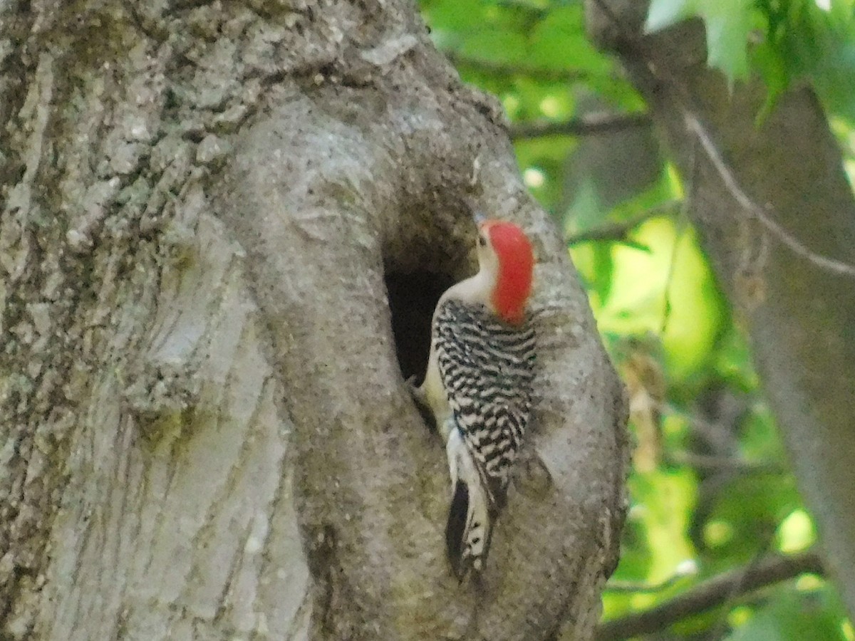 Red-bellied Woodpecker - ML579017871