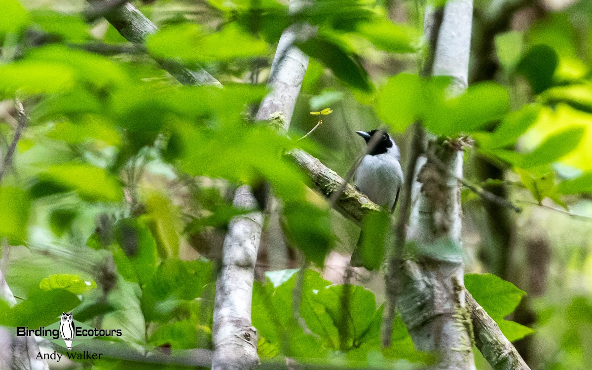 Spot-winged Monarch - Andy Walker - Birding Ecotours
