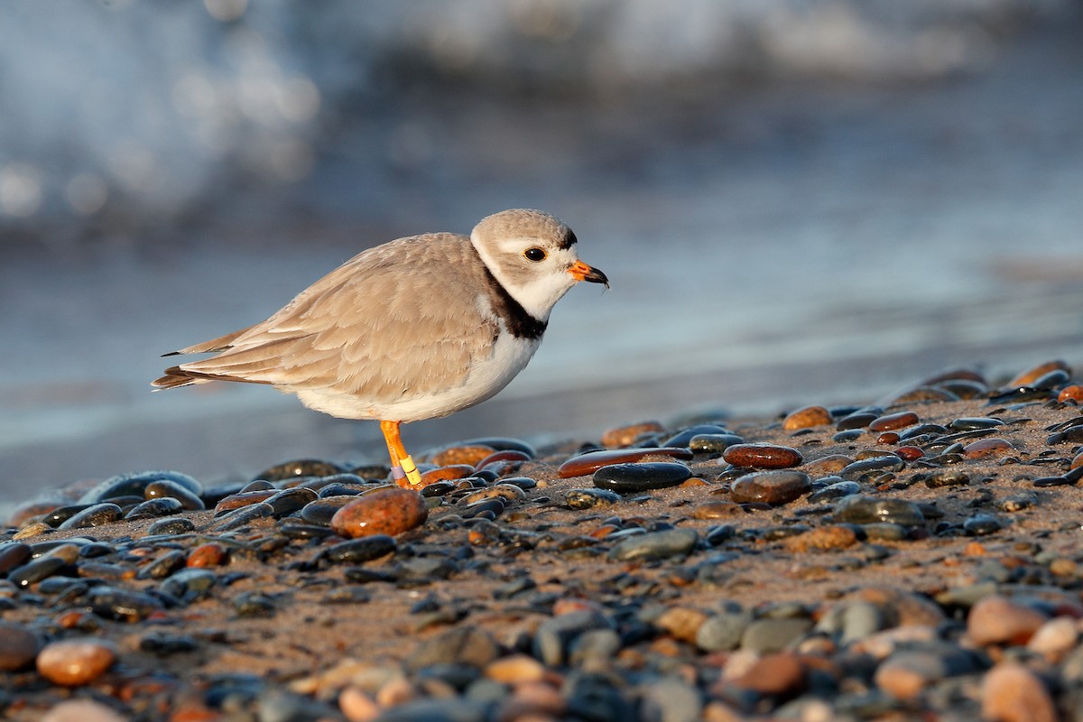 Piping Plover - ML579024391