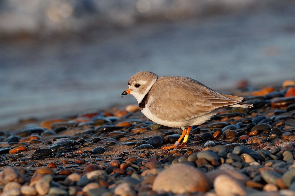 Piping Plover - ML579024561
