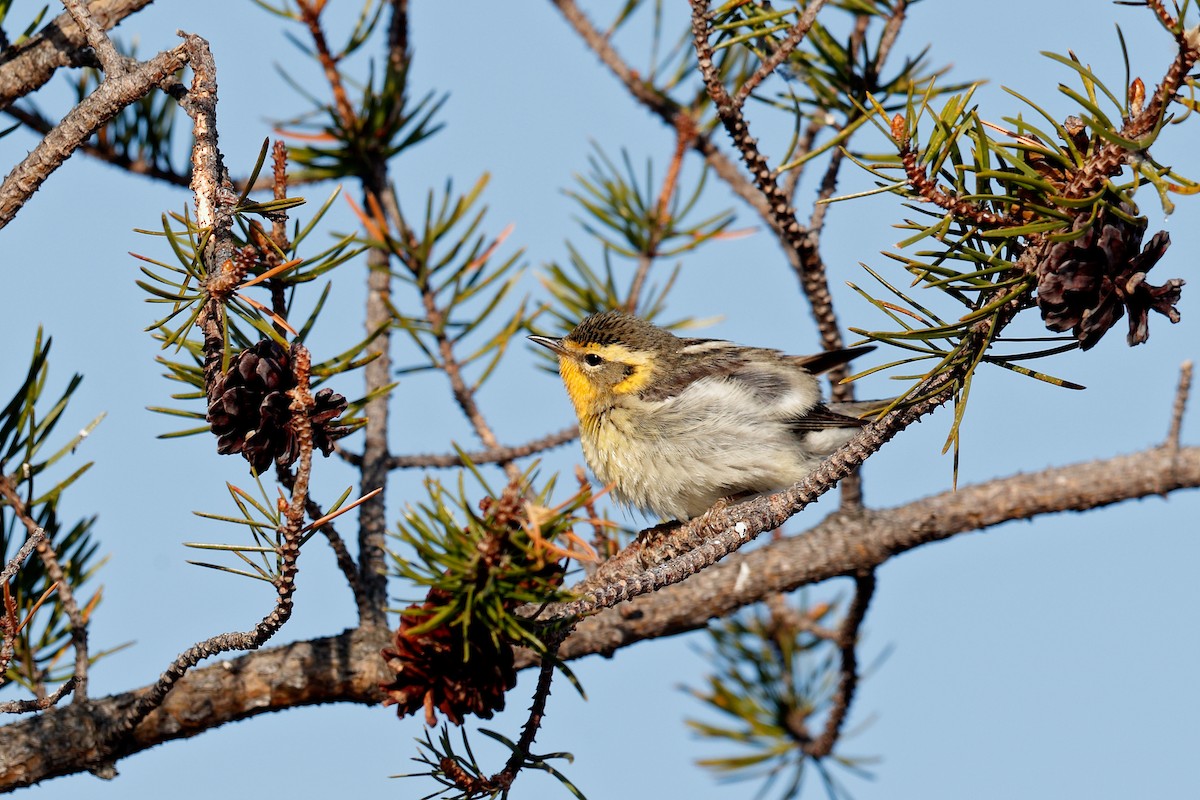 Blackburnian Warbler - ML579027341