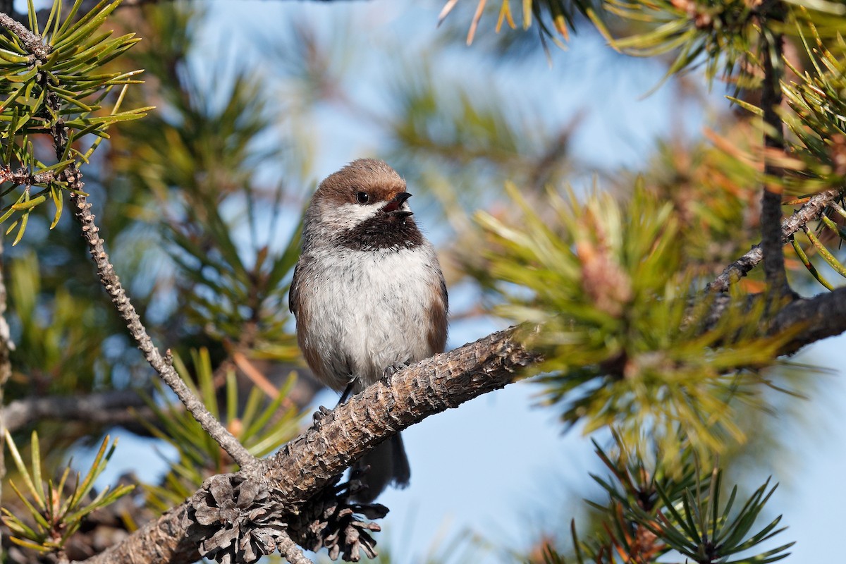 Boreal Chickadee - ML579027821
