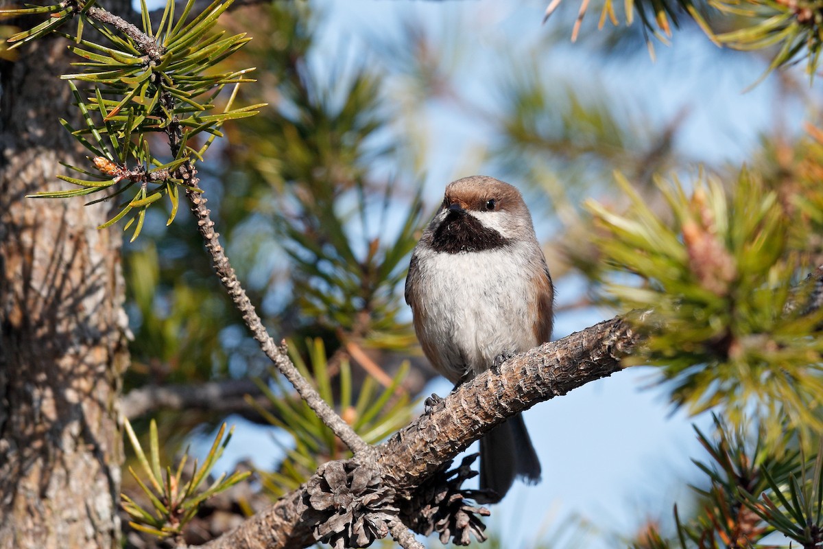 Boreal Chickadee - ML579027891