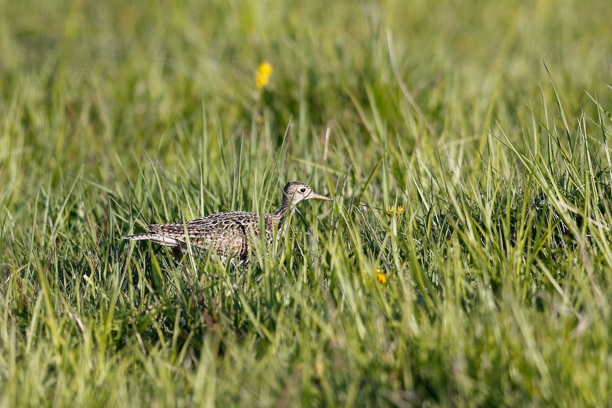 Upland Sandpiper - ML579028931