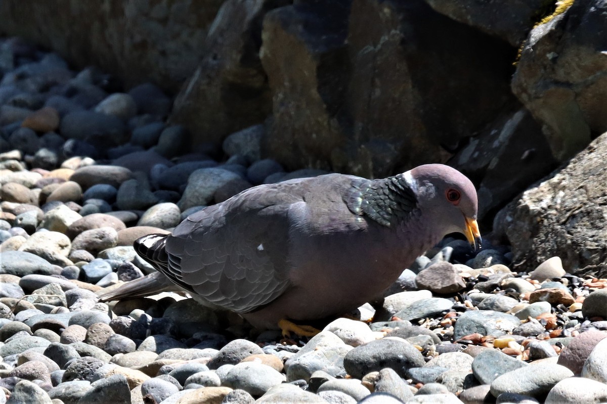 Band-tailed Pigeon - ML579029511