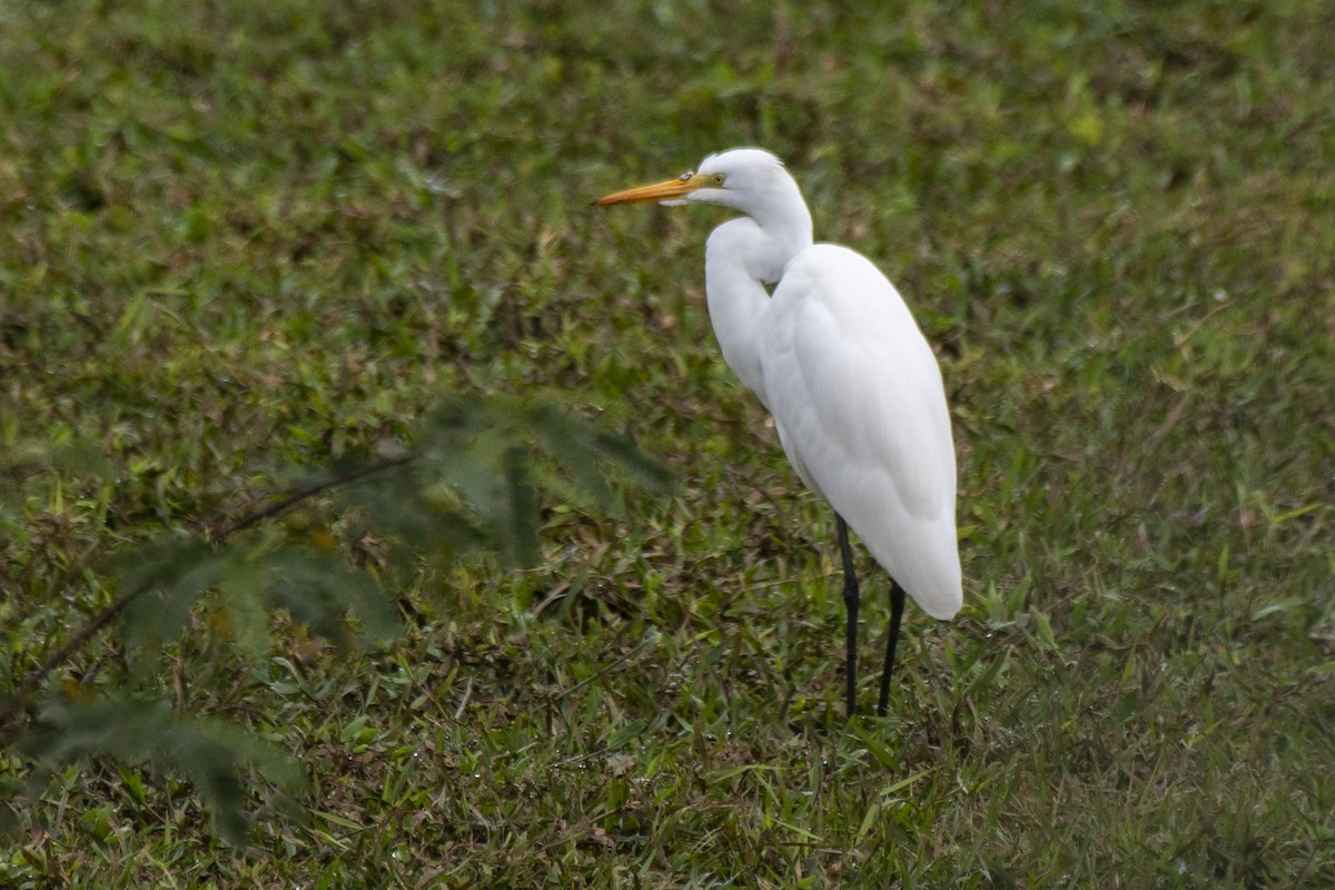 Great Egret - Luiz Carlos Ramassotti