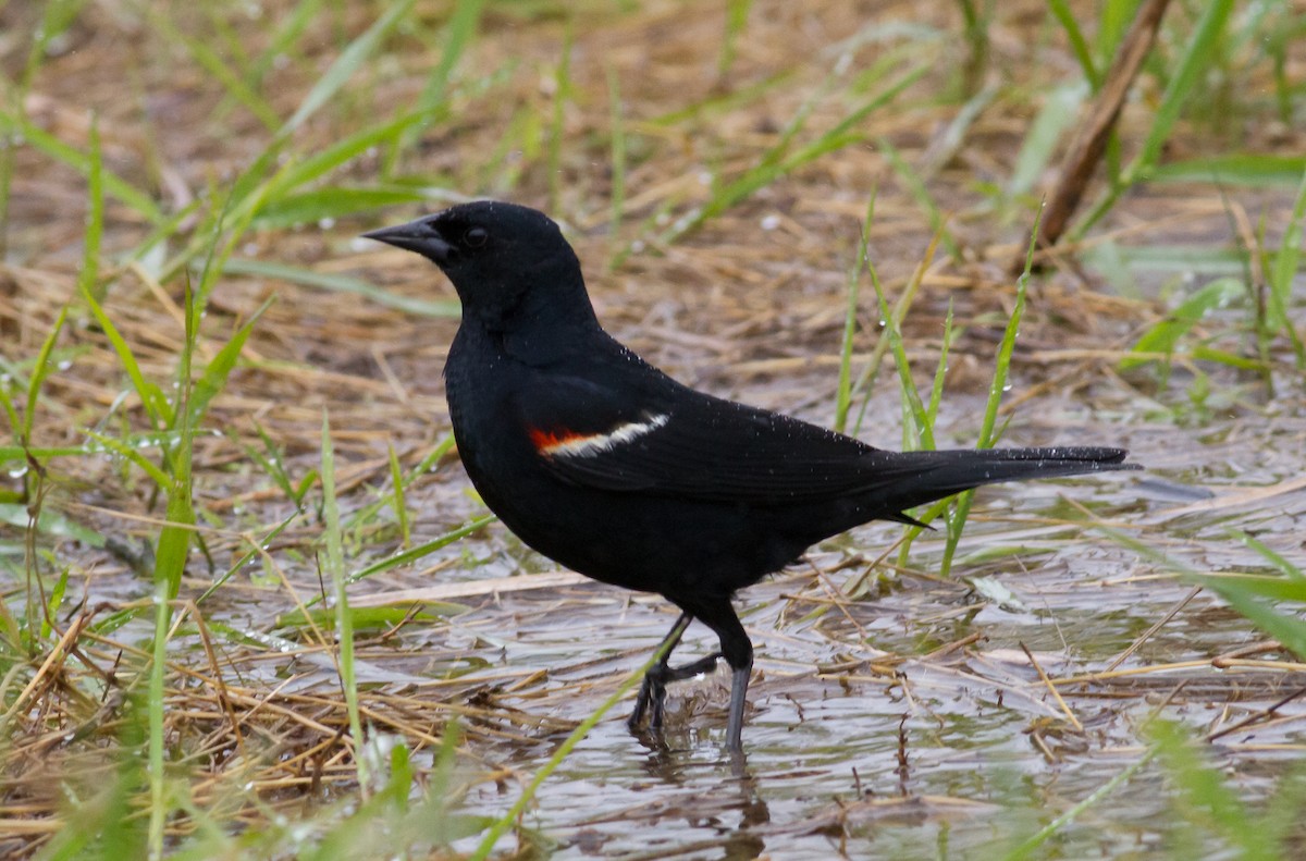 Red-winged Blackbird - ML57903701
