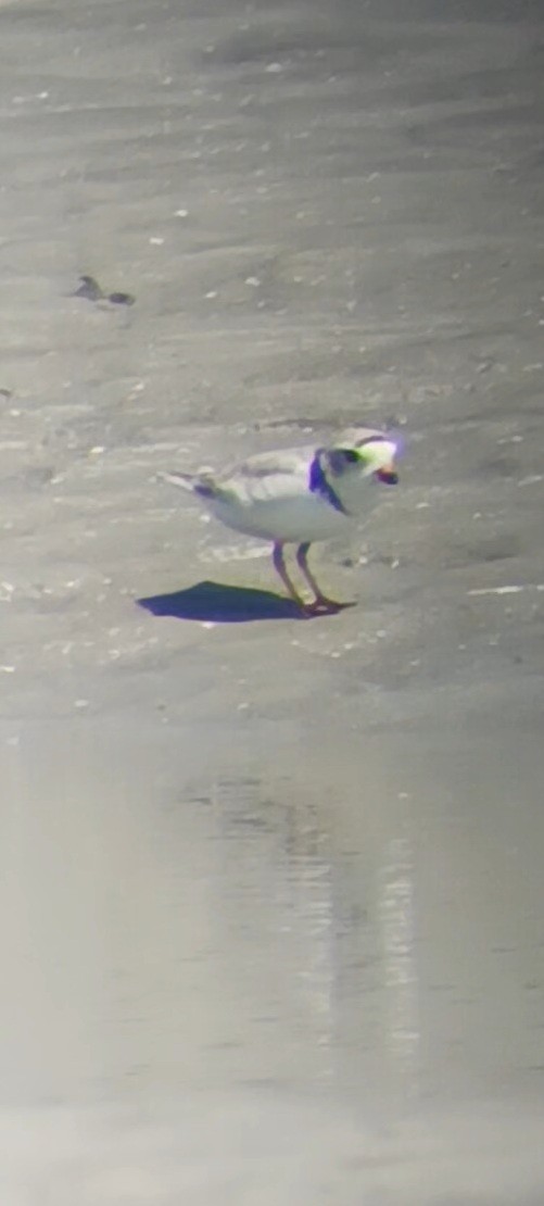 Piping Plover - ML579037361