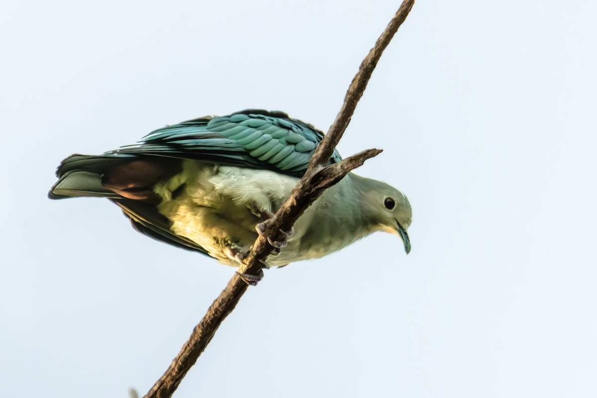 Green Imperial-Pigeon - ERIK Ding