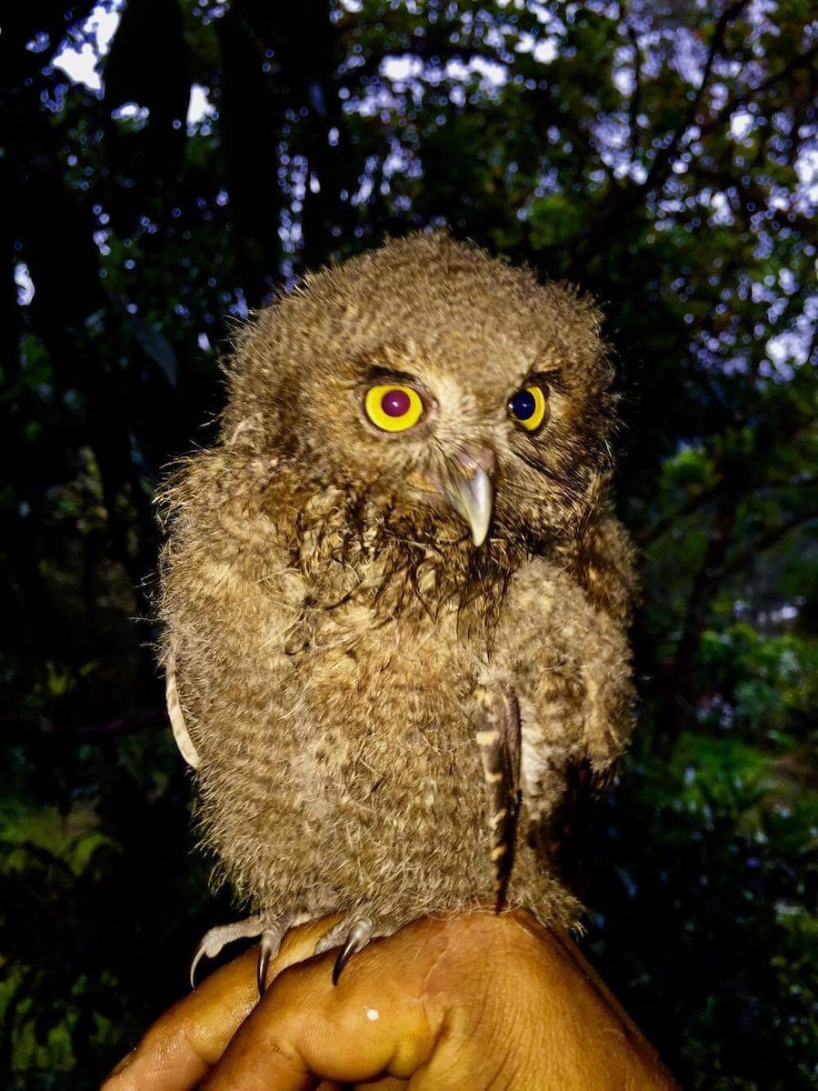 Rufescent Screech-Owl (Colombian) - javier arias villota