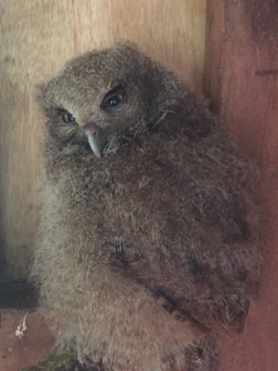 Rufescent Screech-Owl (Colombian) - javier arias villota