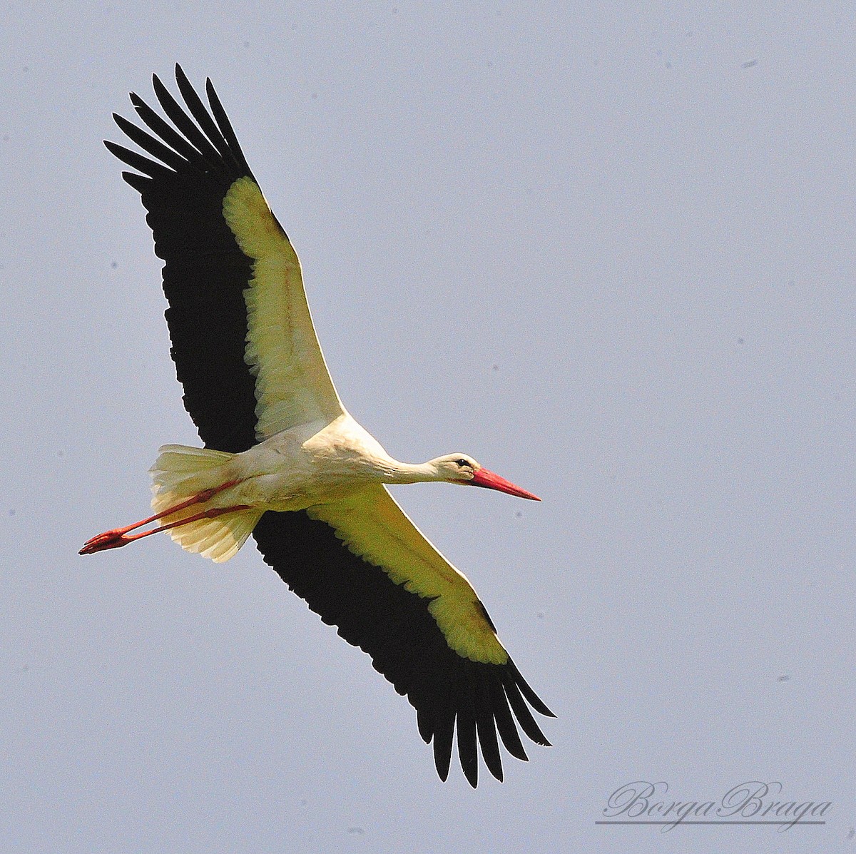 White Stork - Rui  Santos