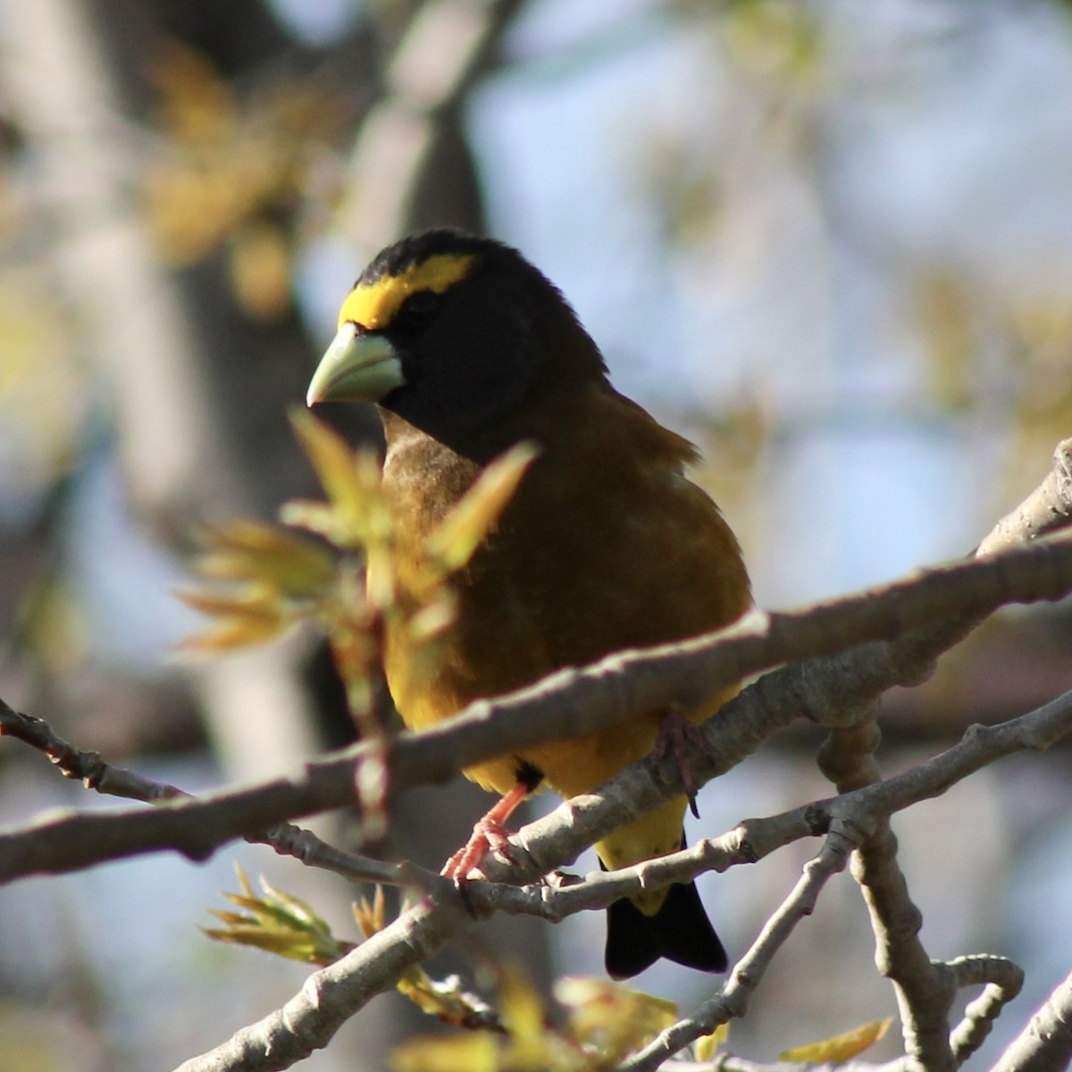 Evening Grosbeak - ML579044111