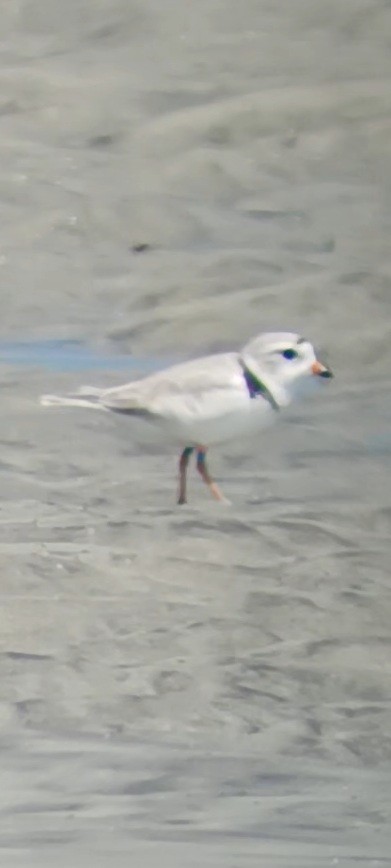 Piping Plover - ML579046131