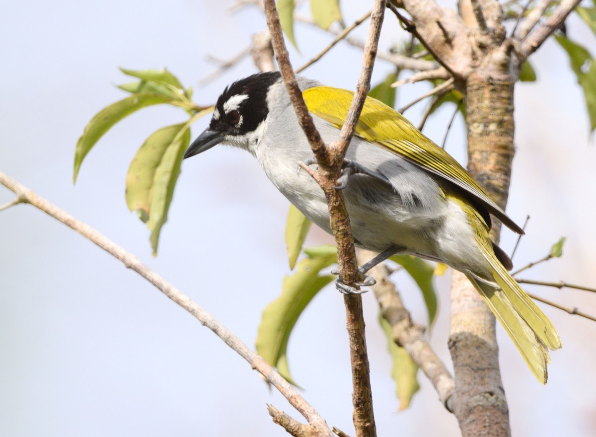 Black-crowned Palm-Tanager - ML579048101