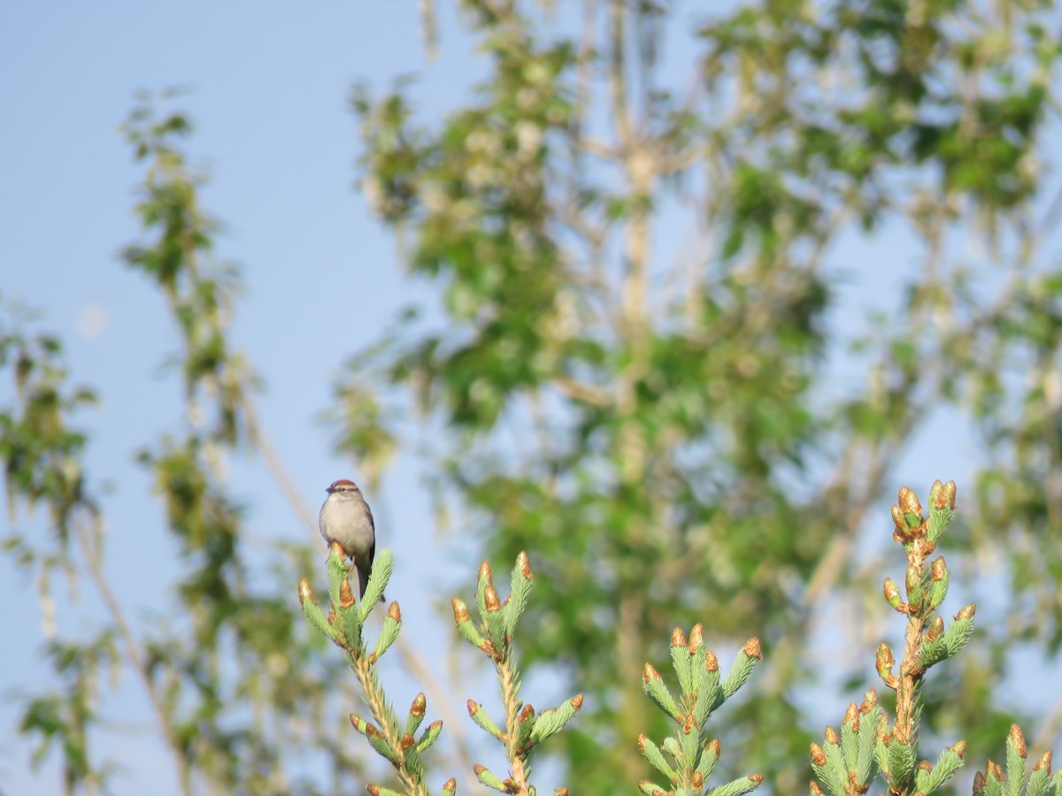 Chipping Sparrow - ML579048471