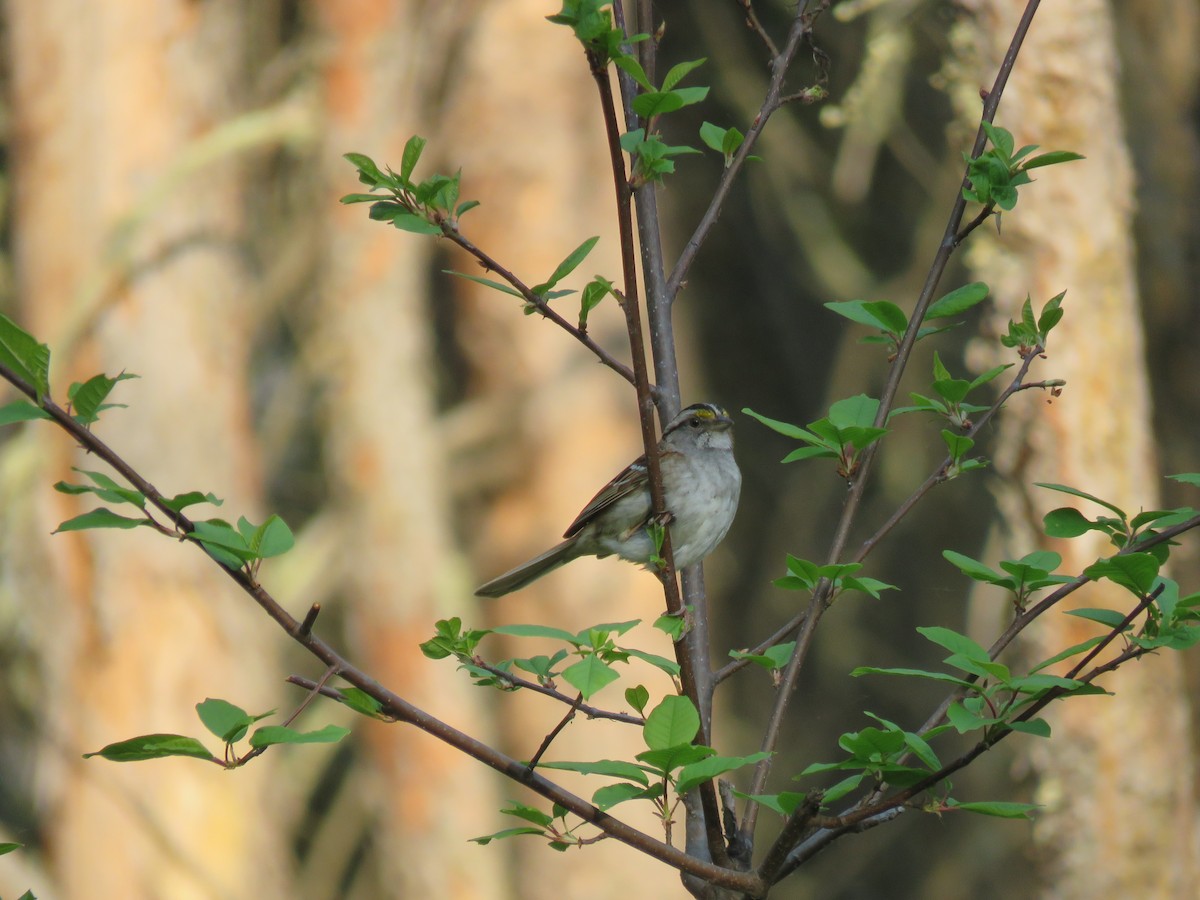 White-throated Sparrow - ML579048591