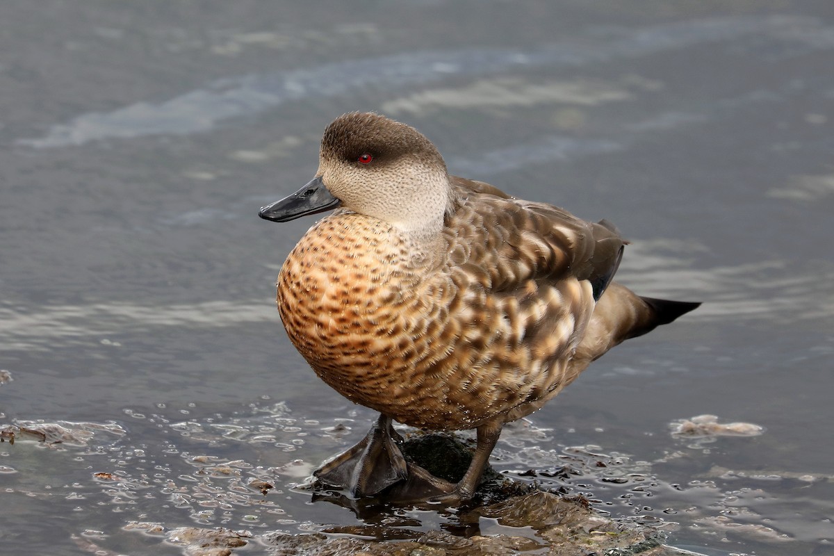 Crested Duck - ML579049921
