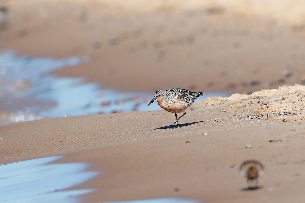 Red Knot - ML579051411