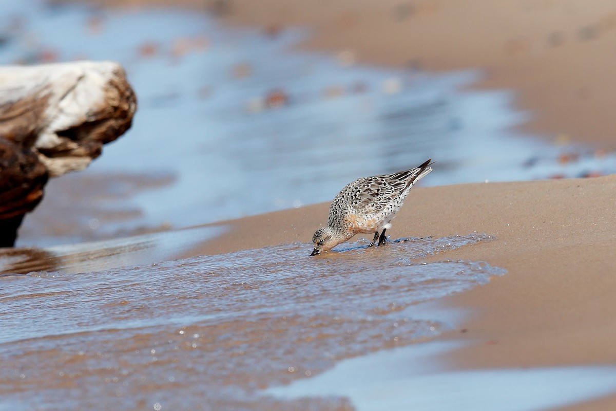 Red Knot - ML579051471