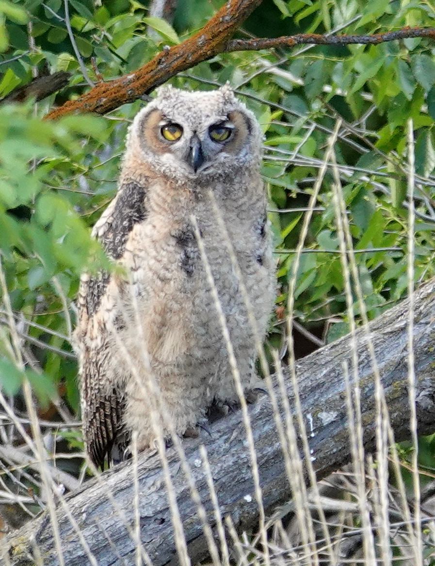 Great Horned Owl - ML579052191