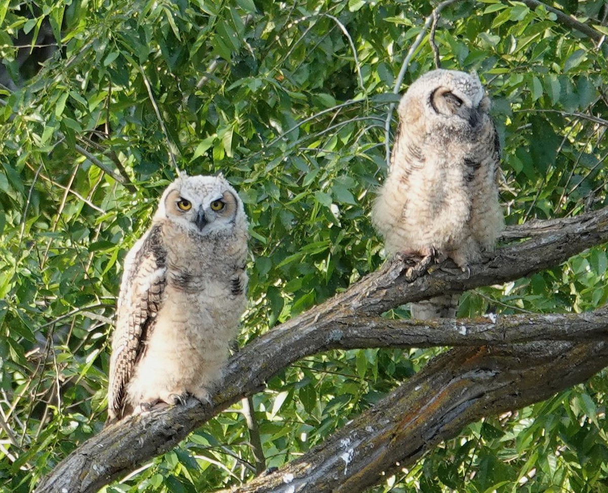 Great Horned Owl - ML579052201