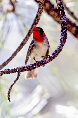 Red-faced Warbler - ML579053591