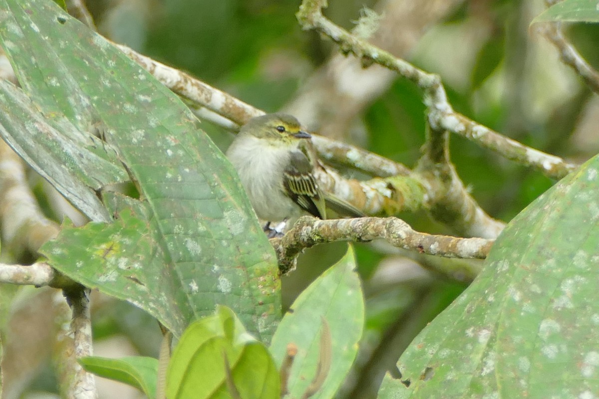 Golden-faced Tyrannulet - ML579056211