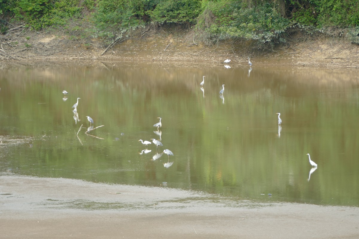 Great Egret - Peter Kaestner