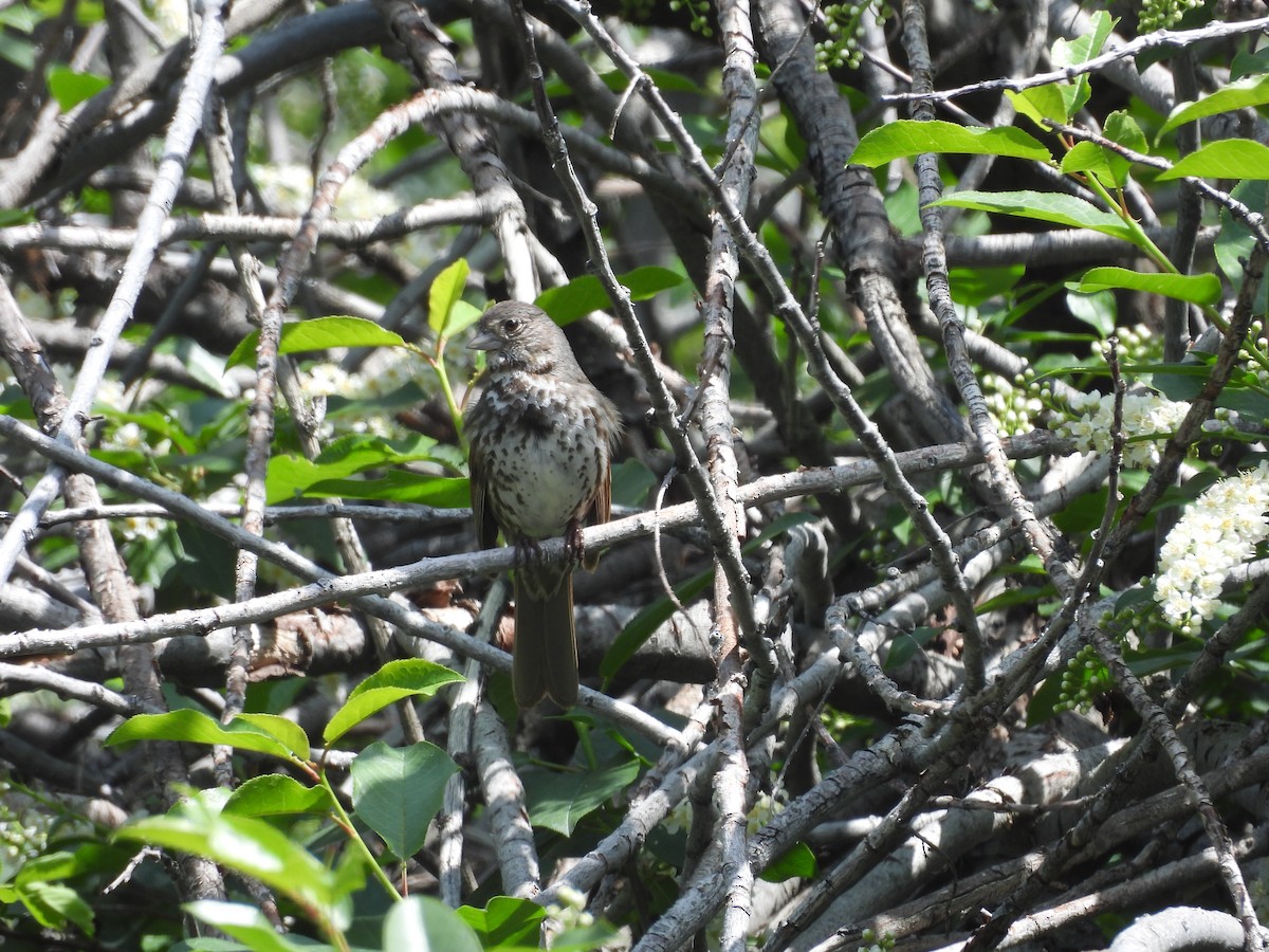 Fox Sparrow (Slate-colored) - ML579058361