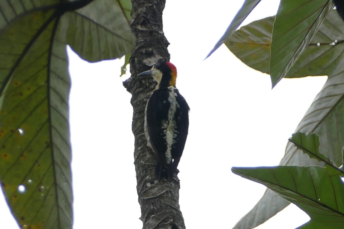 Beautiful Woodpecker - ML579059371