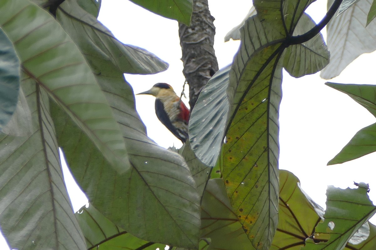 Beautiful Woodpecker - ML579059381