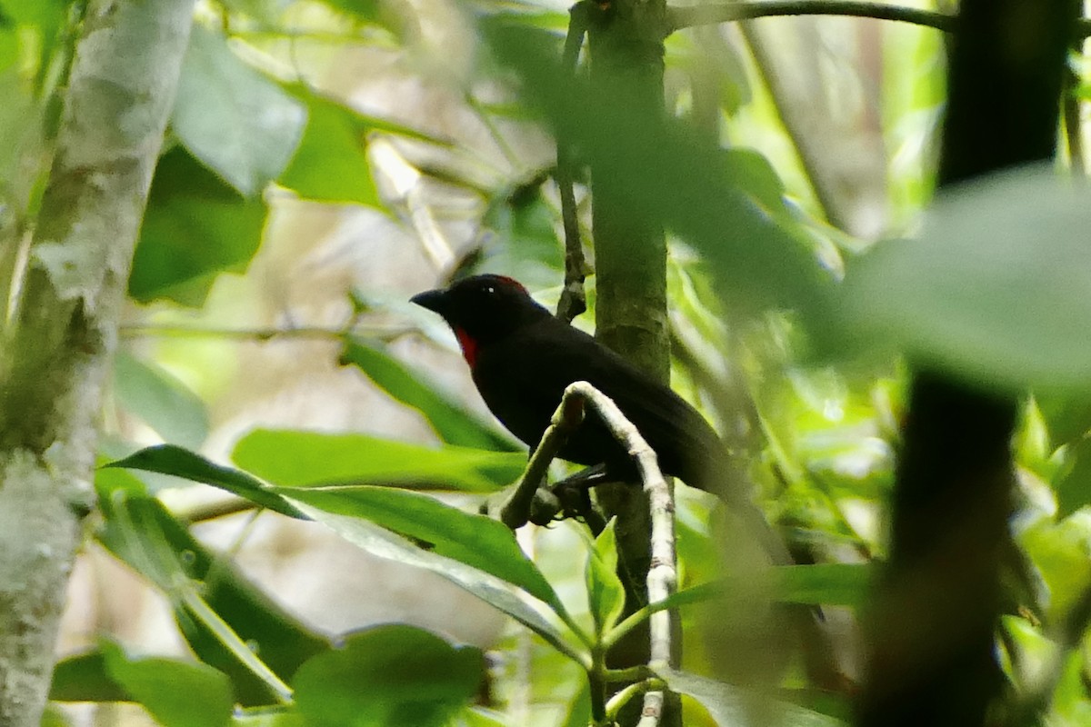 Sooty Ant-Tanager - ML579059451