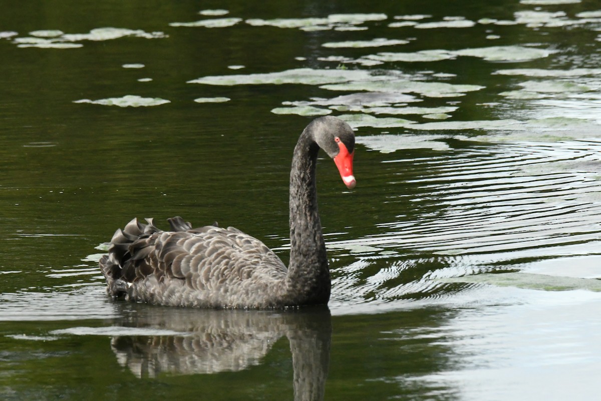 Black Swan - James Cosgrove