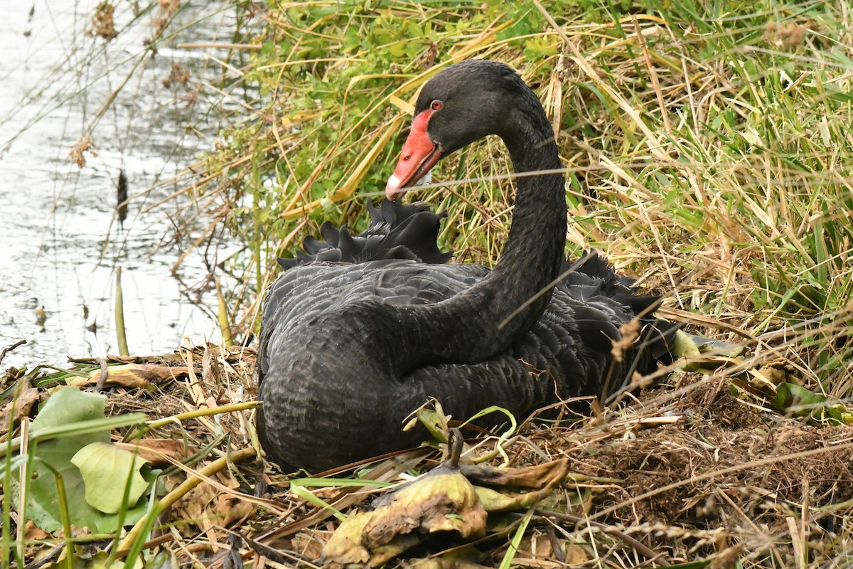 Black Swan - ML579059541