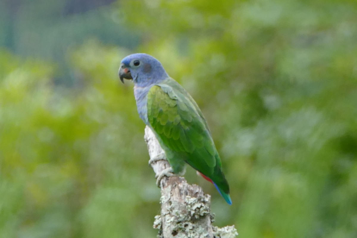 Blue-headed Parrot - ML579060251