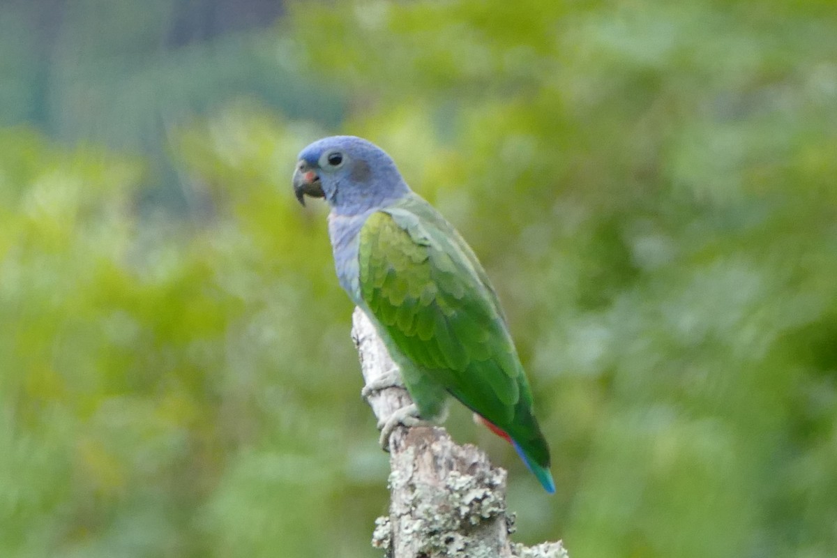 Blue-headed Parrot - ML579060261