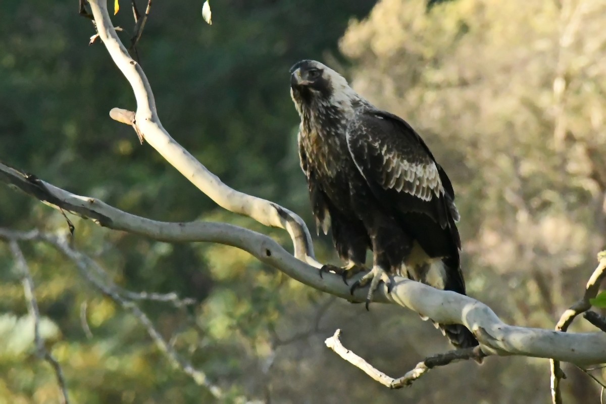 Wedge-tailed Eagle - ML579061181