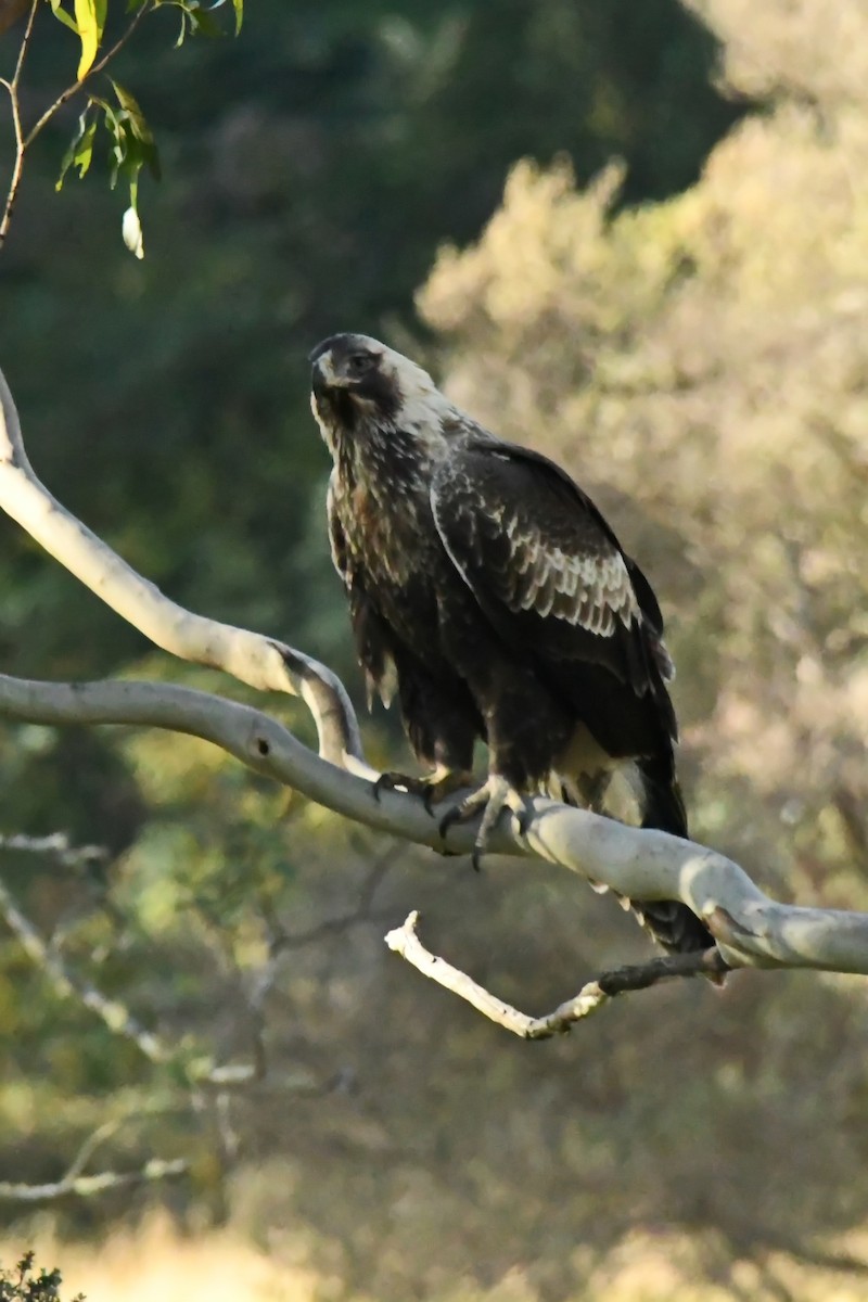 Wedge-tailed Eagle - James Cosgrove