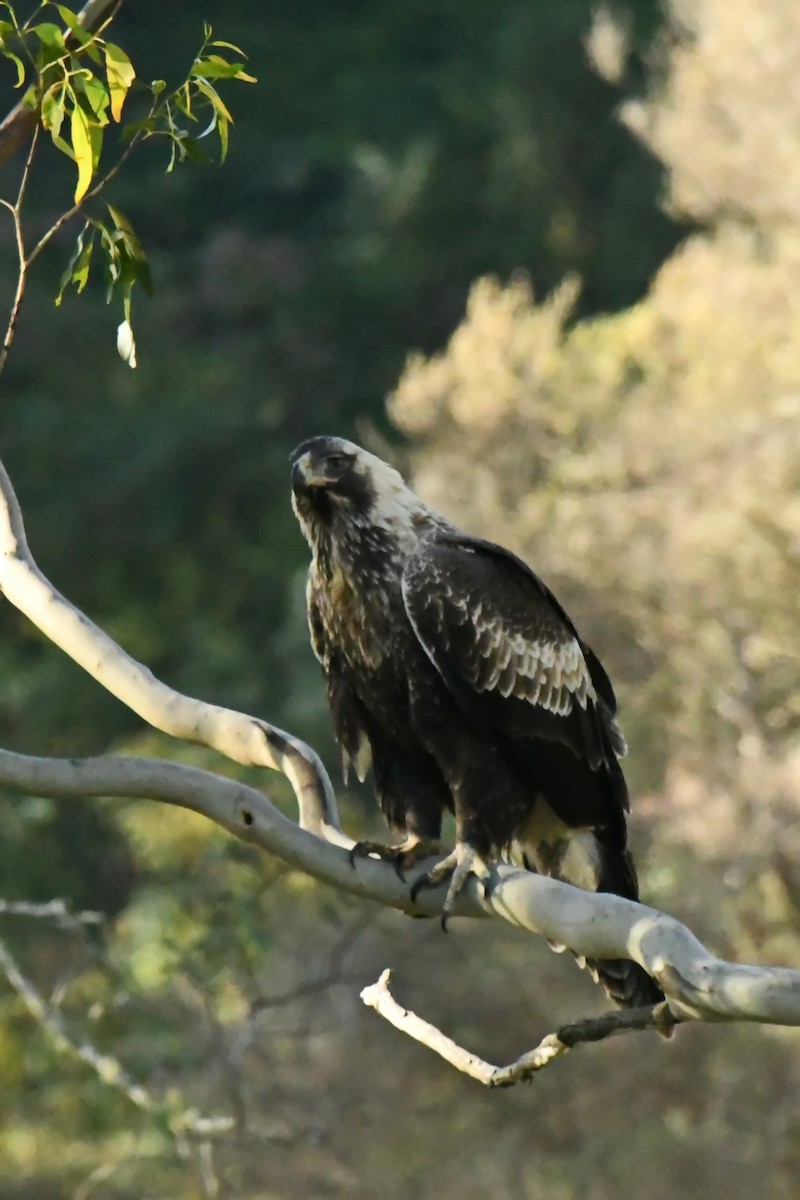 Wedge-tailed Eagle - ML579061201