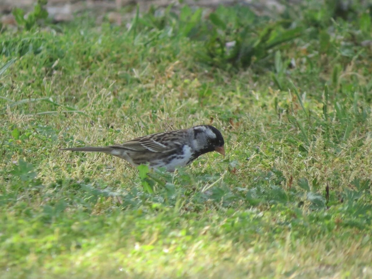 Harris's Sparrow - ML579061241